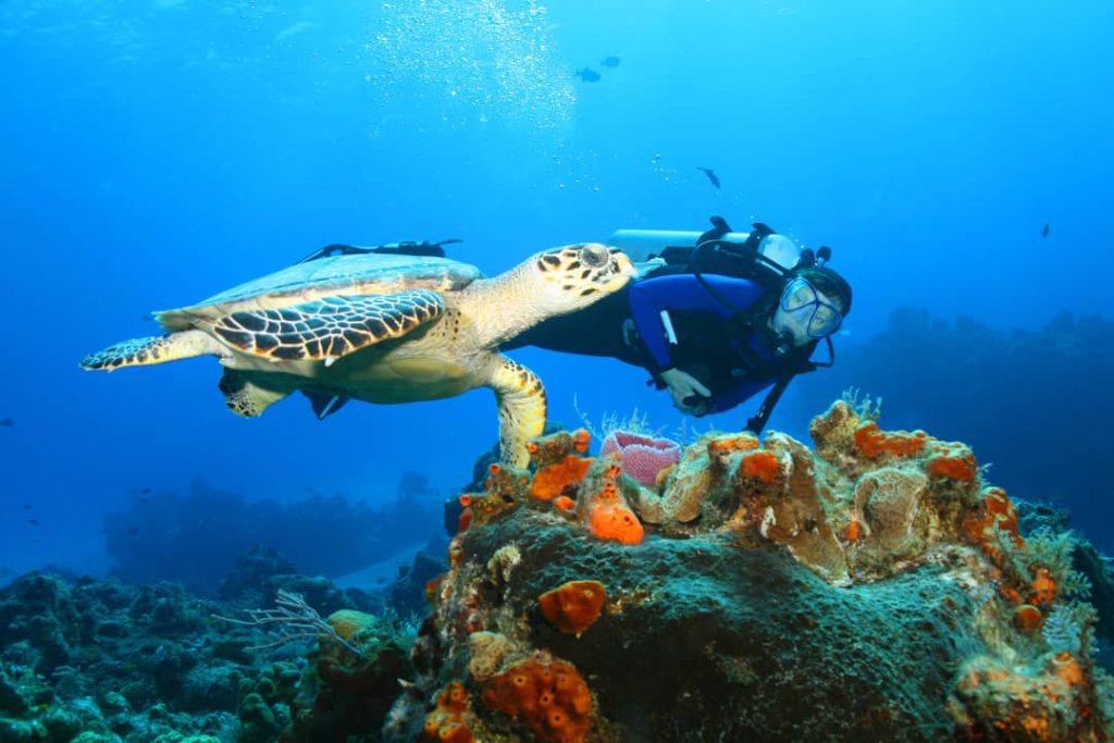 Een duiker zwemt naast een grote zeeschildpad boven een koraalrif vol kleurrijke sponzen onder water