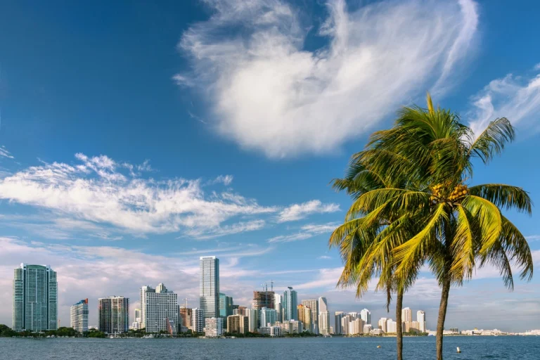 Uitzicht over de baai op de wolkenkrabbers van Miami met een palmboom op de voorgrond onder een blauwe lucht
