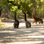 Een groep neusberen loopt met opgerichte staarten over een zanderig pad tussen groene struiken in het bos