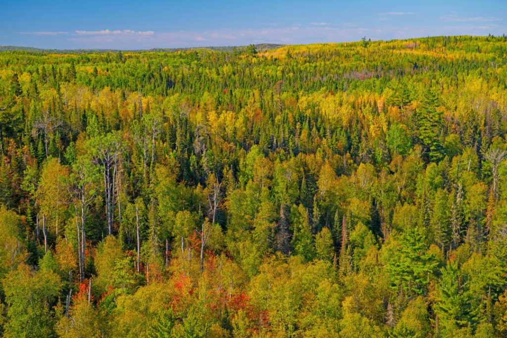 Luchtfoto van een uitgestrekt naaldbos met berkenbomen in gele en groene herfstkleuren