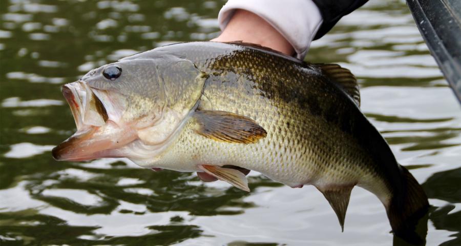 Close-up van een hand die een grote baars vasthoudt boven het water