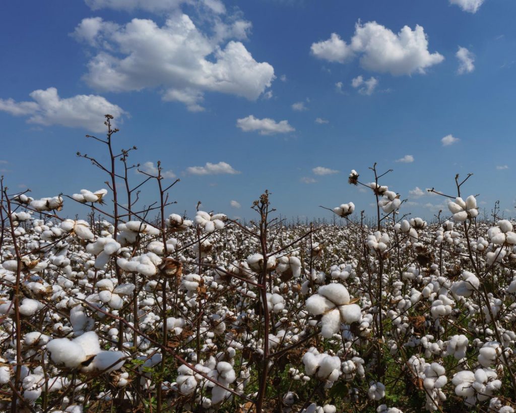 Uitgestrekt katoenveld met rijpe witte katoenbollen aan droge stengels onder een blauwe lucht met witte wolken