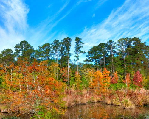 Weerspiegeling van bomen in felle herfstkleuren in het rustige water van een moeras met grassen op de voorgrond onder een blauwe lucht