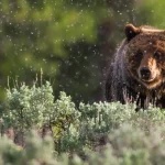 Grote grizzlybeer staat tussen groene struiken terwijl regendruppels vallen met bomen op de achtergrond