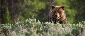 Grote grizzlybeer staat tussen groene struiken terwijl regendruppels vallen met bomen op de achtergrond