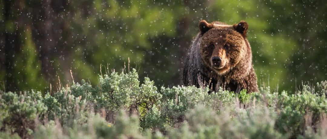 Grote grizzlybeer staat tussen groene struiken terwijl regendruppels vallen met bomen op de achtergrond