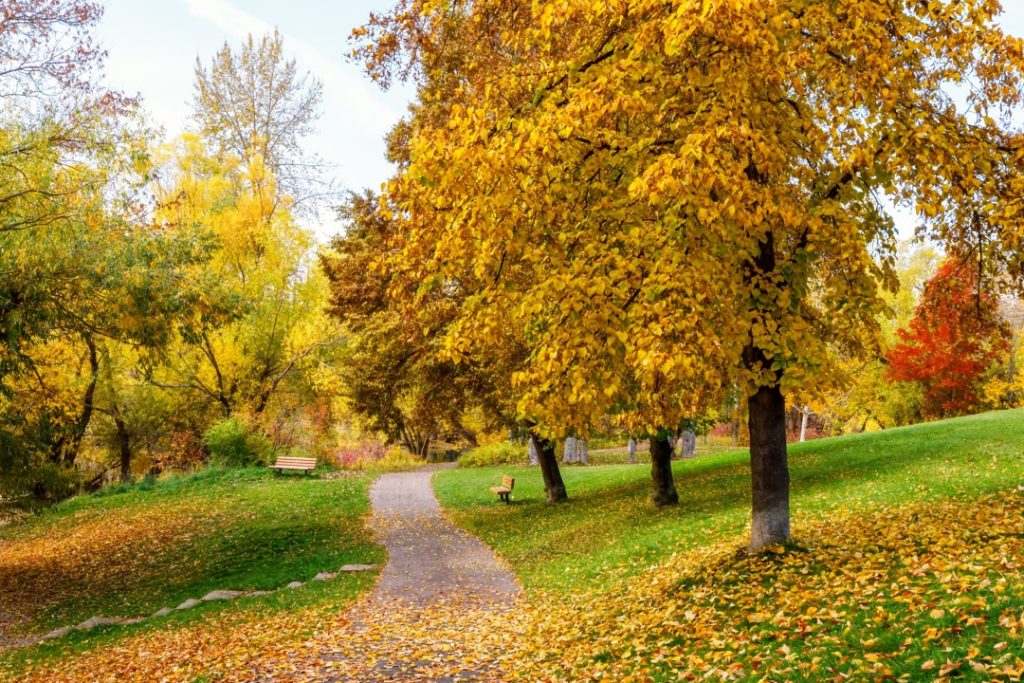 Wandelpad tussen bomen met goudgele herfstbladeren en een bankje in een park