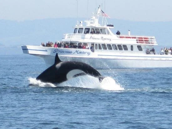 Een orka springt uit het water vlak naast de excursieboot Princess Monterey tijdens een whale watching tocht in Monterey
