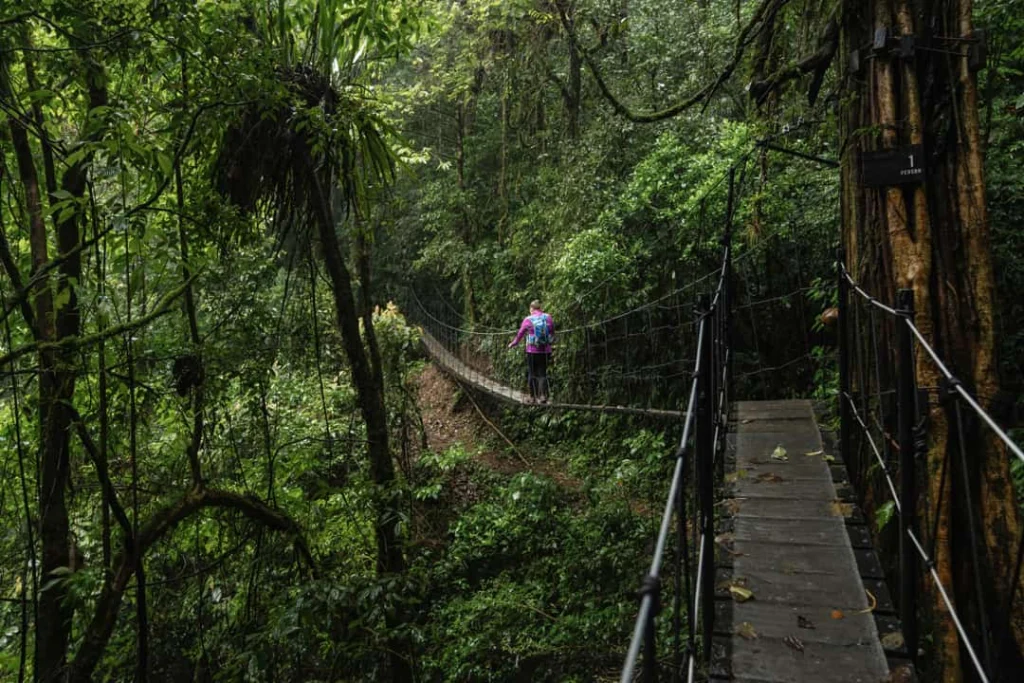 Wandelaar met rugzak steekt een lange hangbrug over tussen het groene bladerdak van het nevelwoud van Monteverde in Costa Rica