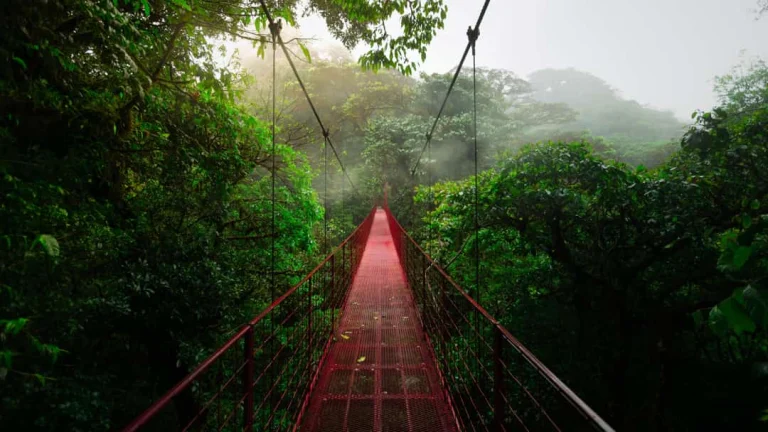Een rode metalen hangbrug loopt door het dichte, mistige nevelwoud van Monteverde in Costa Rica