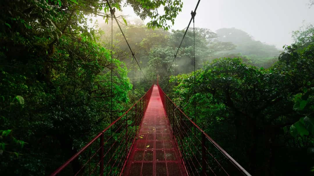 Een rode metalen hangbrug loopt door het dichte, mistige nevelwoud van Monteverde in Costa Rica