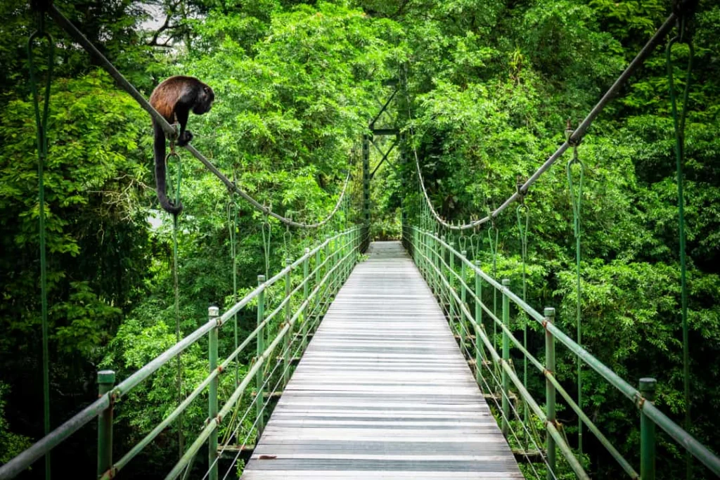 Een klein aapje zit op een kabel van een hangbrug boven een groen regenwoud bij Monteverde in Costa Rica