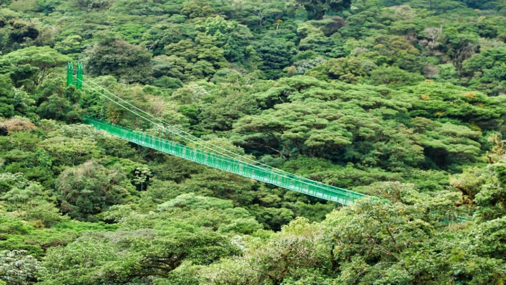Een lange groene hangbrug loopt over de boomtoppen van het dichte nevelwoud van Selvatura Park in Monteverde