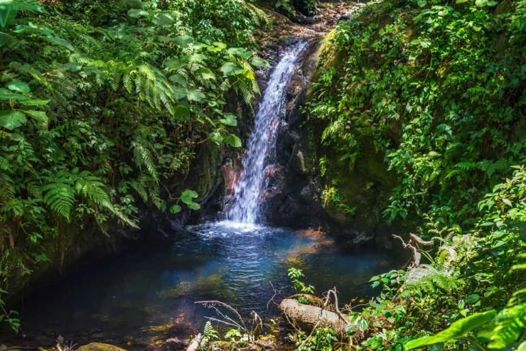Een kleine waterval stroomt tussen mosbegroeide rotsen in een weelderig groen deel van het Monteverde Cloud Forest Reserve