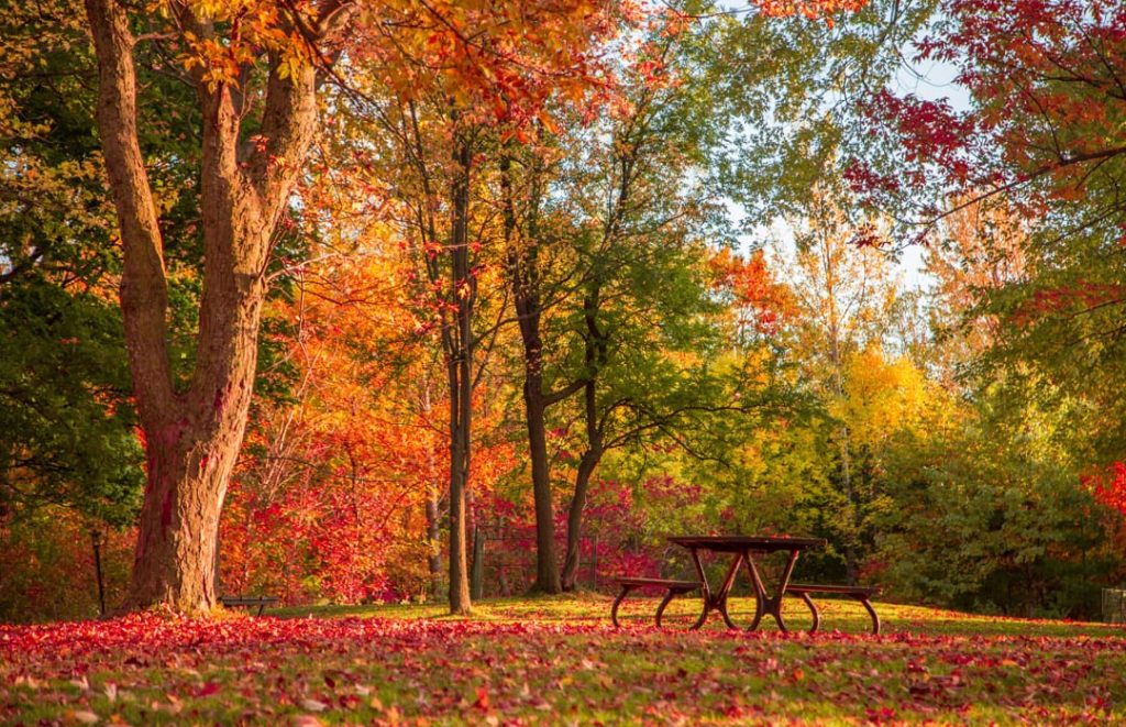 Lege houten picknicktafel op een tapijt van gevallen bladeren, tussen bomen in fel oranje en rode herfstkleuren