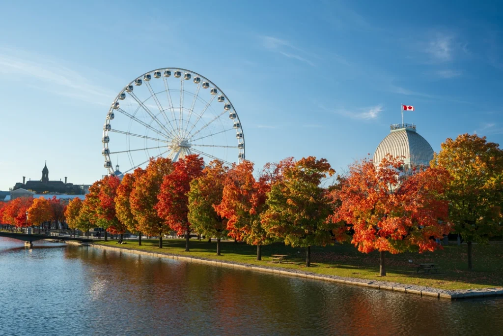 Een groot wit reuzenrad naast de koepel van de Bonsecours markt met herfstbomen op de voorgrond in Montréal