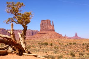 Een verdroogde boom op de voorgrond met de kenmerkende rode rotsformaties van Monument Valley onder een strakblauwe hemel