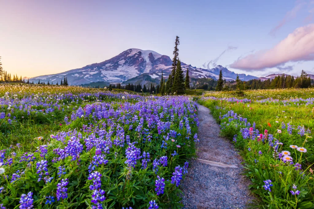Grindpad tussen paarse lupines en andere wilde bloemen leidt naar de besneeuwde top van Mount Rainier in Washington