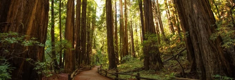Verhard wandelpad slingert tussen de hoge stammen van eeuwenoude sequoiabomen in Muir Woods National Monument