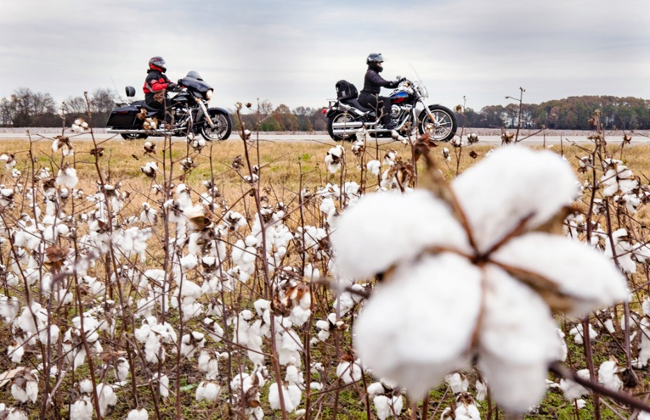 Twee motorrijders op een landweg gezien tussen de rijpe katoenbollen van een katoenveld bij Muscle Shoals in Alabama