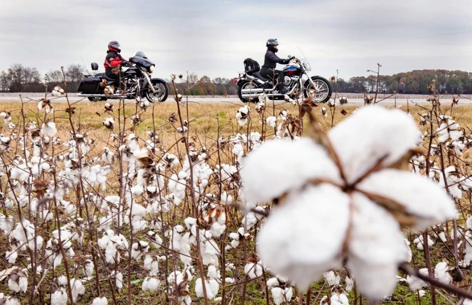 Twee motorrijders rijden over een landweg langs een katoenveld met rijpe katoenbollen bij Muscle Shoals