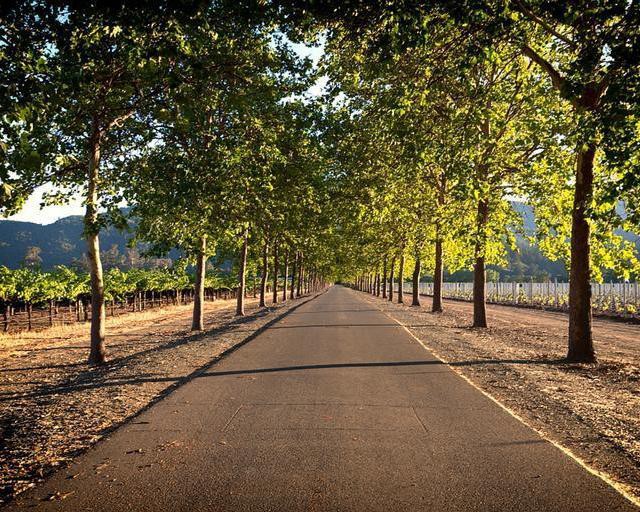 Een rustige laan met bomen aan weerszijden voert door wijngaarden met heuvels op de achtergrond in Napa Valley