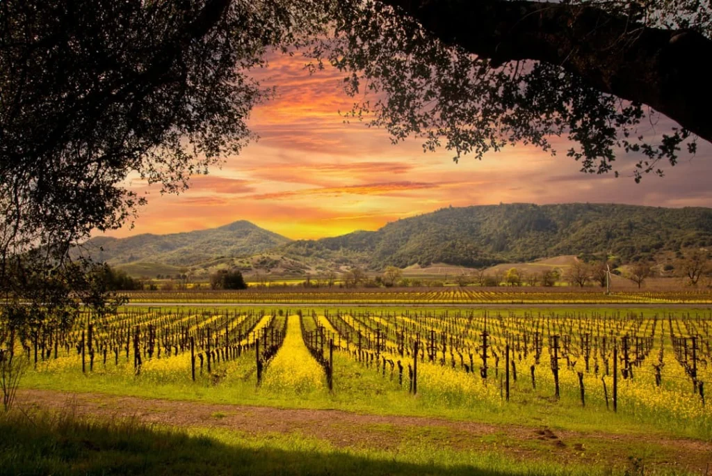 Rijen wijnstokken strekken zich uit onder een oranje en paarse avondlucht met glooiende heuvels op de achtergrond in Napa Valley
