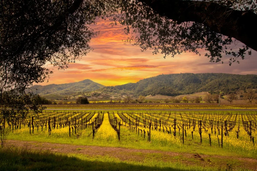 Rijen wijnstokken strekken zich uit onder een kleurrijke avondlucht met glooiende heuvels op de achtergrond in Napa Valley