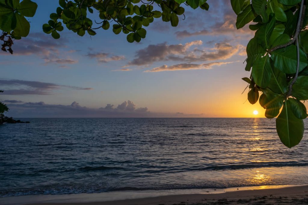 Ondergaande zon boven een rustige zee in Negril, gezien door bladeren van een boom op de voorgrond