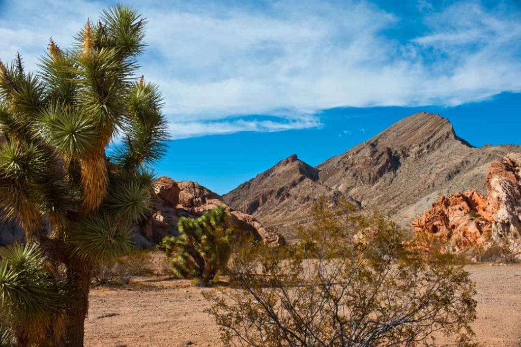 Stekelige joshuaboom op de voorgrond met rode rotsformaties en kale bergen in een woestijnlandschap in Nevada