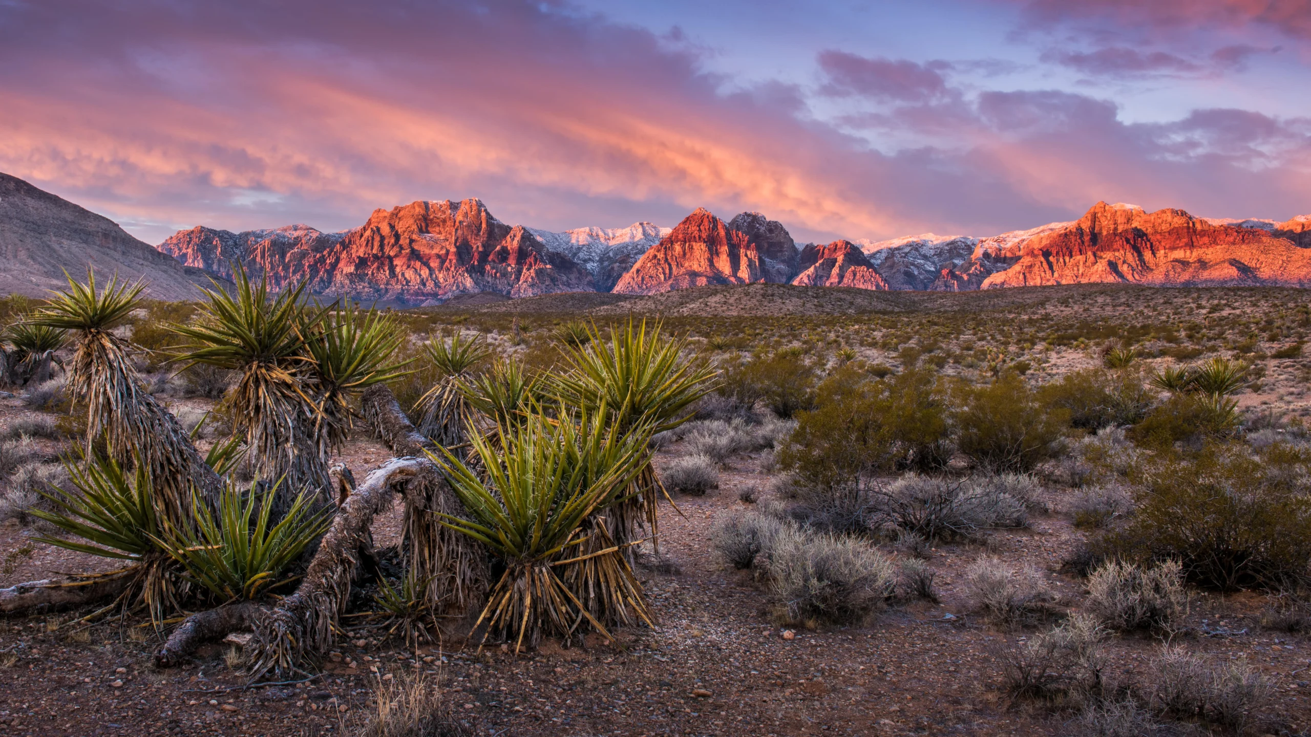 Woestijnlandschap in Nevada met yuccaplanten op de voorgrond en roodgetinte bergtoppen onder een roze en paarse ochtendlucht