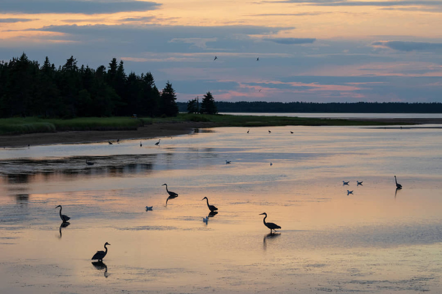 Silhouetten van meerdere reigers die waden door ondiep water in een moerasgebied terwijl de lucht kleurt in roze en oranje tinten bij zonsondergang