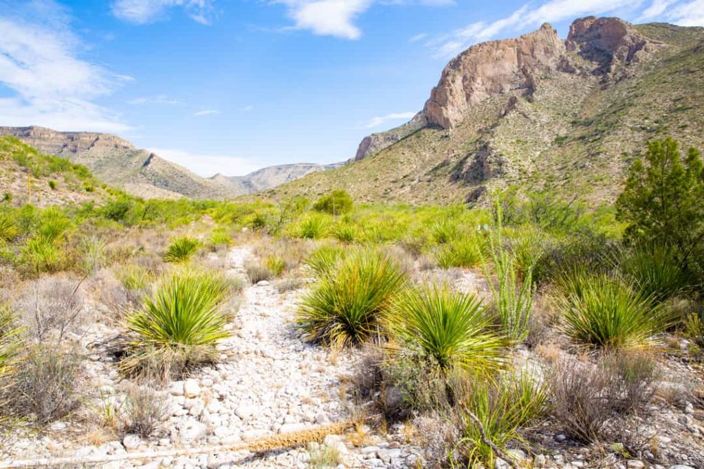 Droge rivierbedding met yuccaplanten en struiken leidt naar rotsachtige bergen onder een blauwe lucht in New Mexico