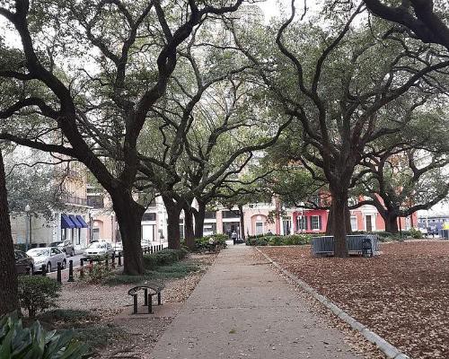 Verhard wandelpad onder overhangende eikenbomen met herfstbladeren op de grond en historische gebouwen op de achtergrond in New Orleans