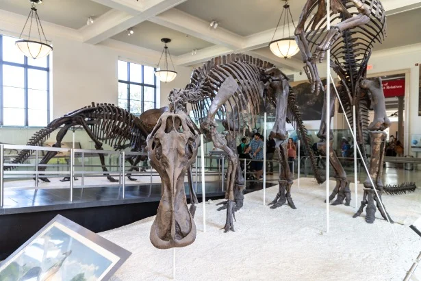 Grote dinosaurusskeletten opgesteld in een tentoonstellingszaal van het American Museum of Natural History in New York, met bezoekers op de achtergrond