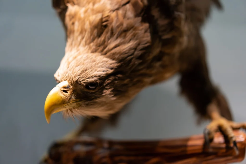 Close-up van een opgezette roofvogel met scherpe snavel op een houten tak, tentoongesteld in het American Museum of Natural History in New York
