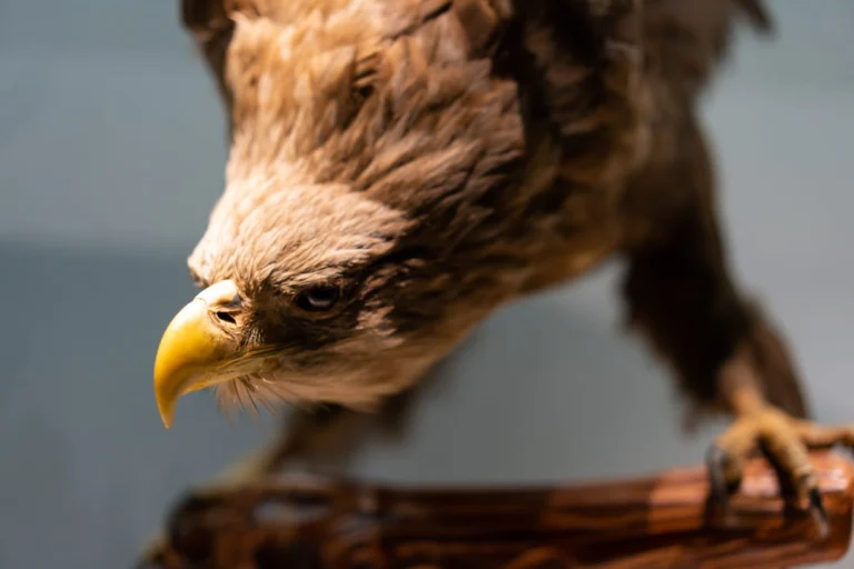 Close-up van een opgezette roofvogel met scherpe snavel op een houten tak, tentoongesteld in het American Museum of Natural History in New York