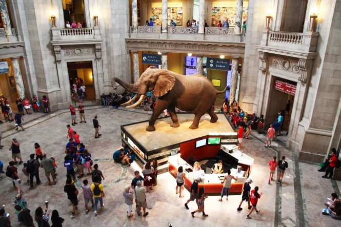 Grote hal met een opgezette olifant op een sokkel in het midden, omringd door bezoekers, in het American Museum of Natural History in New York