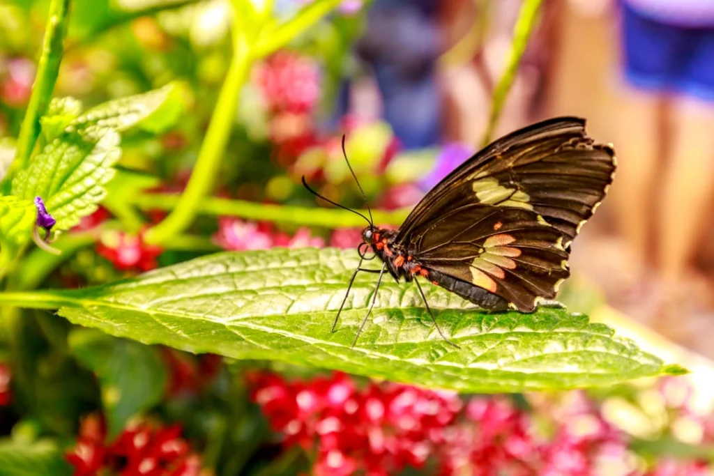 Bruinzwarte vlinder met oranje vlekken rust op een groen blad tussen rode bloemen in de vlindertuin van het American Museum of Natural History in New York