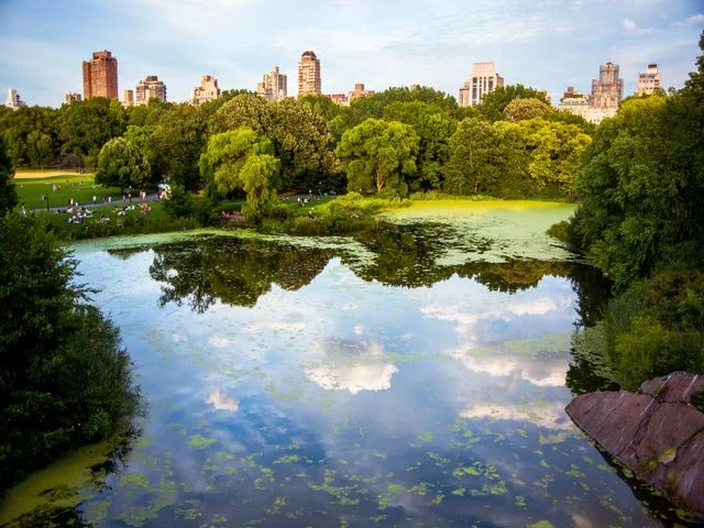 Rustige vijver omgeven door groene bomen in Central Park, met de wolkenkrabbers van New York City die weerspiegelen in het water