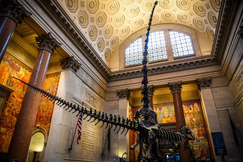 Compleet opgesteld dinosaurusskelet met een lange nek staat opgesteld in een marmeren hal met een versierd gewelfd plafond