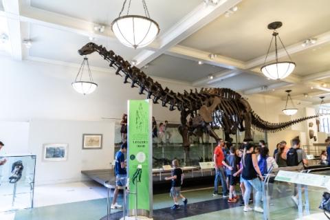 Bezoekers bekijken een groot langhalzig dinosaurusskelet dat in een museumzaal met kroonluchters staat opgesteld