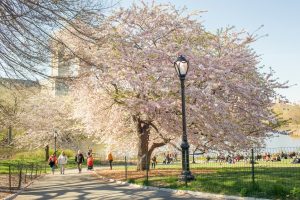 Roze bloeiende kersenboom met een lantaarnpaal ernaast langs een pad in Central Park op een zonnige lentedag