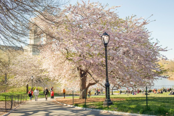 Roze bloeiende kersenboom met een lantaarnpaal ernaast langs een pad in Central Park op een zonnige lentedag