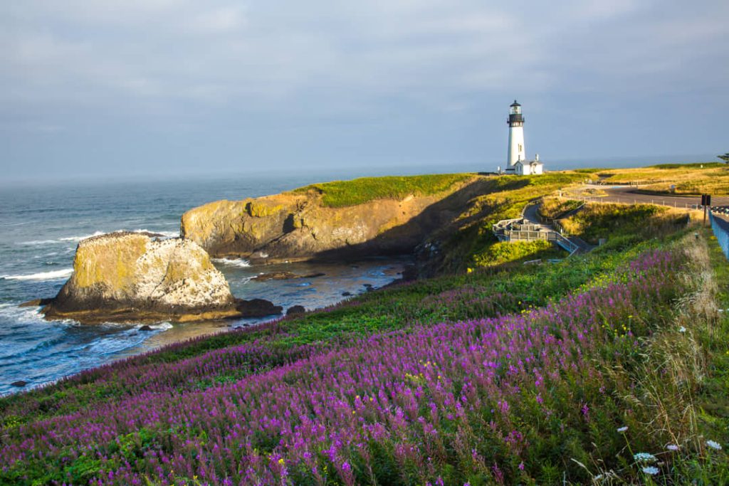 Witte vuurtoren op een groene kaap met een veld paarse bloemen op de voorgrond langs de kust bij Newport, Oregon