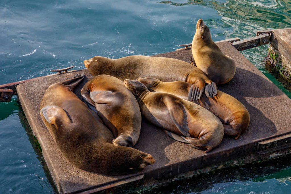 Groep zeeleeuwen ligt opeengepakt te rusten op een drijvend houten platform in het water bij Newport, Oregon