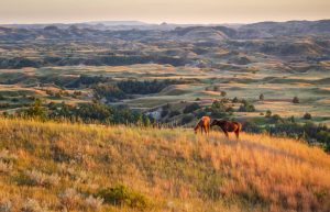 Twee wilde paarden grazen op een heuvel met uitzicht over een uitgestrekt, glooiend badlandslandschap bij zonsondergang
