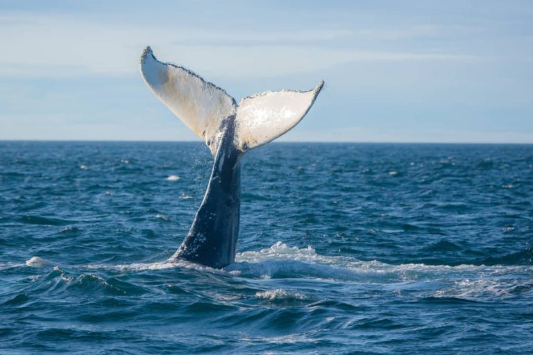 De grote staartvin van een walvis steekt boven het wateroppervlak uit terwijl het dier onderduikt in de oceaan voor de kust van Nova Scotia