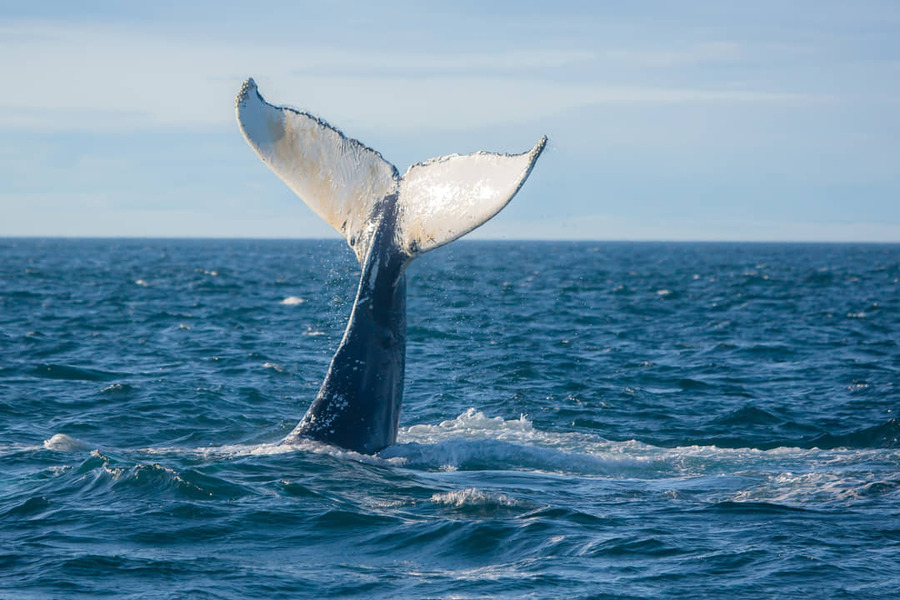 De grote staartvin van een walvis steekt boven het wateroppervlak uit terwijl het dier onderduikt in de oceaan voor de kust van Nova Scotia