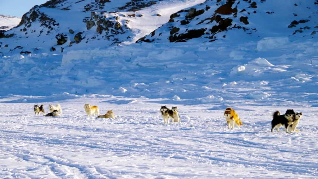 Groep sledehonden loopt los door de sneeuw met een besneeuwde rotswand op de achtergrond nabij Kimmirut in Nunavut